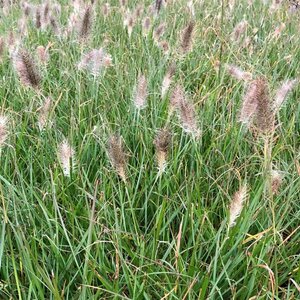 Pennisetum alopecuroides 'Cassian' P9 - afbeelding 3