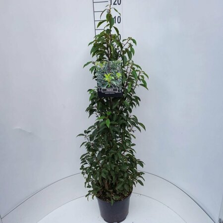 Prunus lusitanica 'Angustifolia' 175/200 C. - afbeelding 2