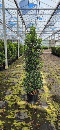 Prunus lusitanica 'Angustifolia' 175/200 C. - afbeelding 5
