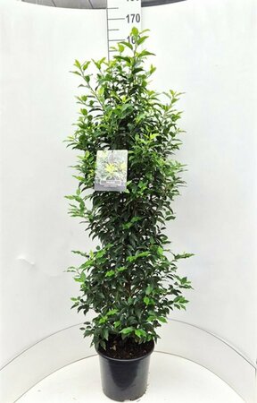 Prunus lusitanica 'Angustifolia' 175/200 C. - afbeelding 4