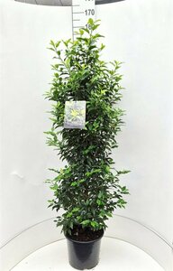 Prunus lusitanica 'Angustifolia' 175/200 C. - afbeelding 4