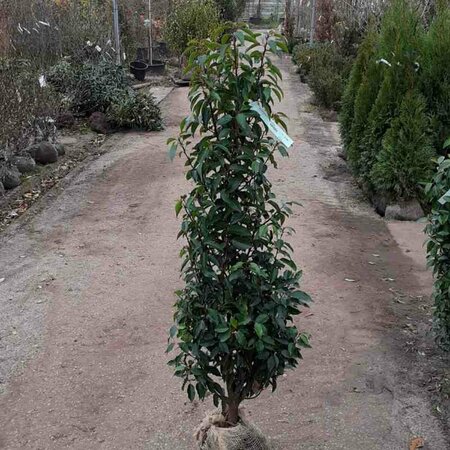 Prunus lusitanica 'Angustifolia' 175/200 C. - afbeelding 8