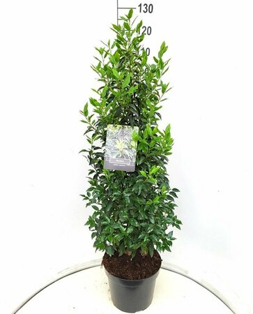 Prunus lusitanica 'Angustifolia' 175/200 C. - afbeelding 3