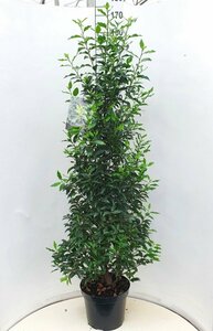 Prunus lusitanica 'Angustifolia' 175/200 C. - afbeelding 6