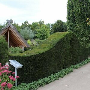 Taxus baccata - afbeelding 18