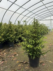 Taxus baccata - afbeelding 16