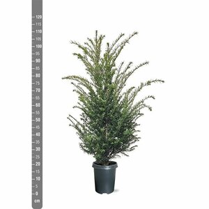 Taxus baccata - afbeelding 21
