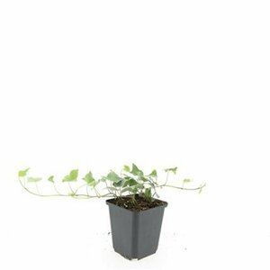 Hedera helix 'Glacier' 150/175 C. - afbeelding 3