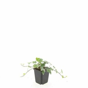 Hedera helix 'Glacier' 150/175 C. - afbeelding 4