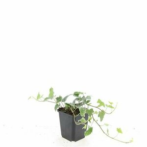 Hedera helix 'Glacier' 150/175 C. - afbeelding 5