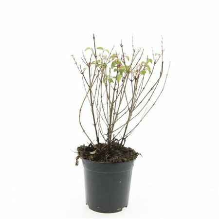 Fuchsia 'Riccartonii' C2 - afbeelding 3