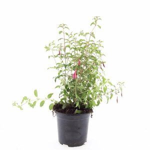 Fuchsia 'Riccartonii' C2 - afbeelding 4
