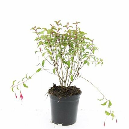 Fuchsia 'Riccartonii' C2 - afbeelding 2