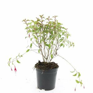 Fuchsia 'Riccartonii' C2 - afbeelding 2