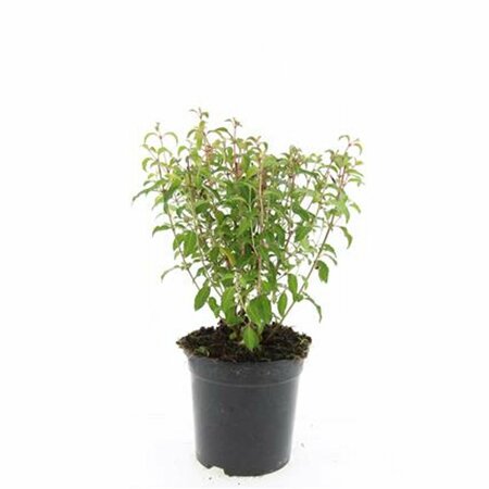 Fuchsia 'Riccartonii' C2 - afbeelding 5