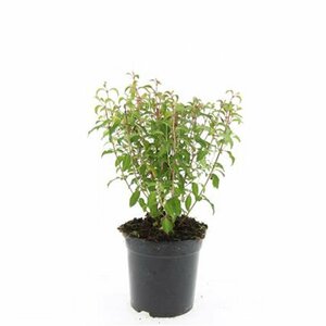 Fuchsia 'Riccartonii' C2 - afbeelding 5