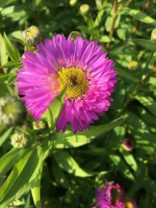 Aster novae-belgii 'Sarah Ballard' P9