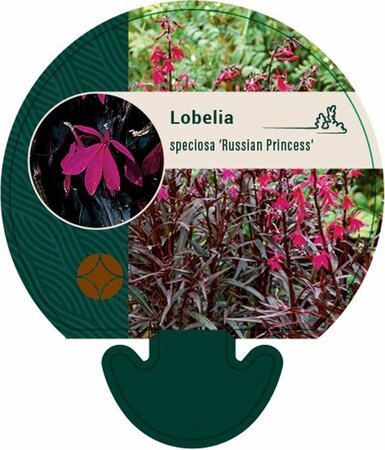 Lobelia speciosa 'Russian Princess' P9 - afbeelding 2