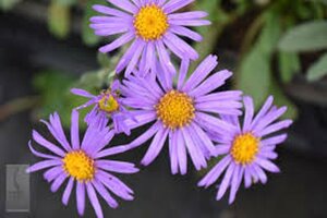 Aster amellus 'Rudolf Goethe' P9 - afbeelding 3