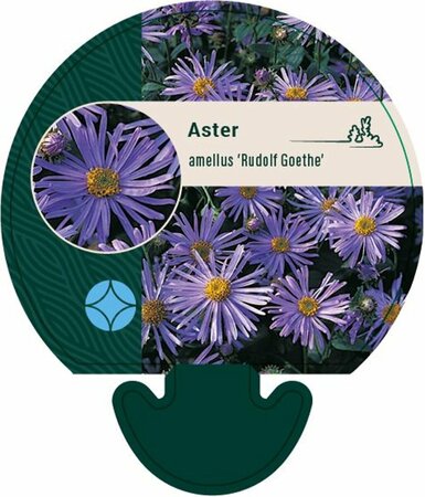 Aster amellus 'Rudolf Goethe' P9 - afbeelding 1