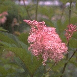 Filipendula rubra 'Venusta' P9 - afbeelding 2