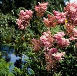 Filipendula rubra 'Venusta' P9 - afbeelding 3