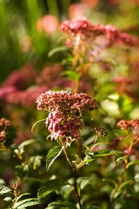 Filipendula rubra 'Venusta' P9 - afbeelding 4