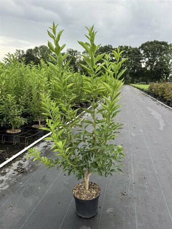 Euonymus europaeus