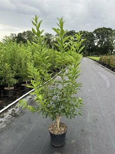Euonymus europaeus