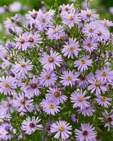 Aster cordifolius 'Little Carlow' P9 - afbeelding 5
