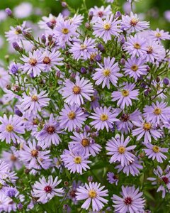 Aster cordifolius 'Little Carlow' P9 - afbeelding 5