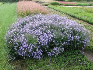 Aster cordifolius 'Little Carlow' P9 - afbeelding 4