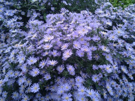 Aster cordifolius 'Little Carlow' P9 - afbeelding 3