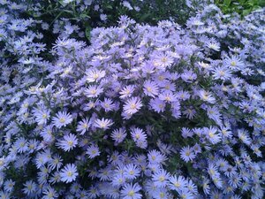 Aster cordifolius 'Little Carlow' P9 - afbeelding 3
