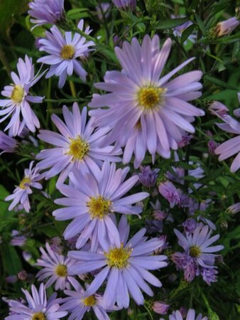 Aster cordifolius 'Little Carlow' P9 - afbeelding 2