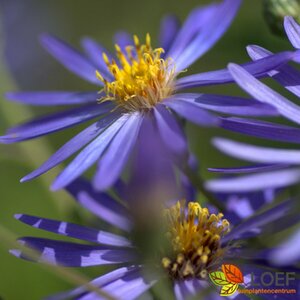 Aster cordifolius 'Little Carlow' P9 - afbeelding 8