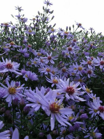 Aster cordifolius 'Little Carlow' P9 - afbeelding 10