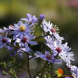 Aster cordifolius 'Little Carlow' P9 - afbeelding 7