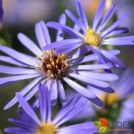 Aster cordifolius 'Little Carlow' P9 - afbeelding 6