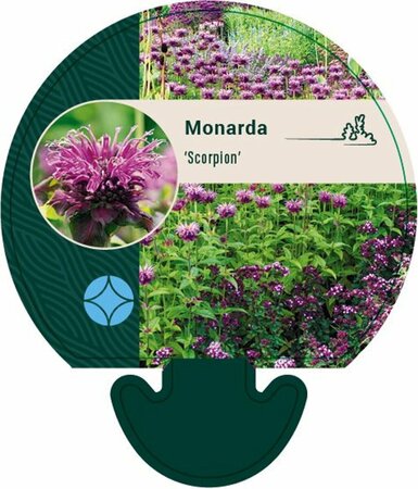 Monarda 'Scorpion' P9