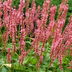 Persicaria amplexicaulis 'Orange Field' P9 - afbeelding 2