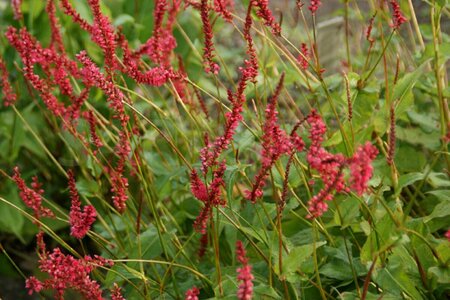 Persicaria amplexicaulis 'Orange Field' P9 - afbeelding 3