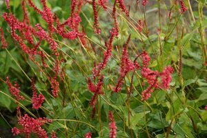 Persicaria amplexicaulis 'Orange Field' P9 - afbeelding 3