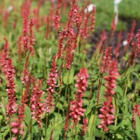 Persicaria amplexicaulis 'Orange Field' P9 - afbeelding 4