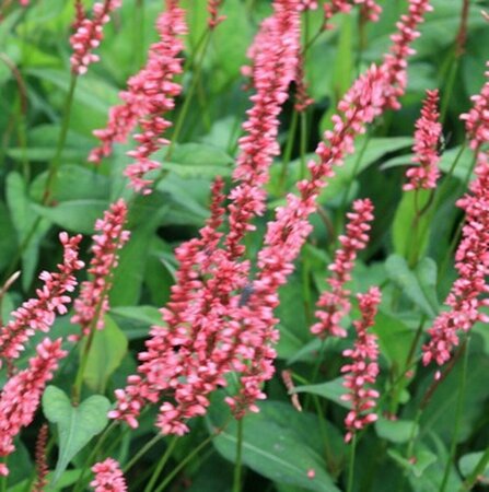 Persicaria amplexicaulis 'Orange Field' P9 - afbeelding 5