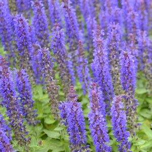 Salvia nemerosa 'Sensation Deep Blue' P9 - afbeelding 2