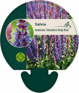Salvia nemerosa 'Sensation Deep Blue' P9