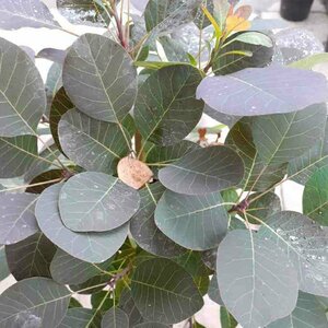 Cotinus coggrygia 'Royal Purple' - afbeelding 2