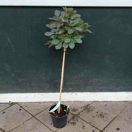 Cotinus coggrygia 'Royal Purple' - afbeelding 3