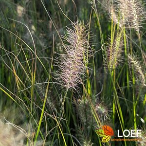 Pennisetum alopecuroides 'Hameln' C2